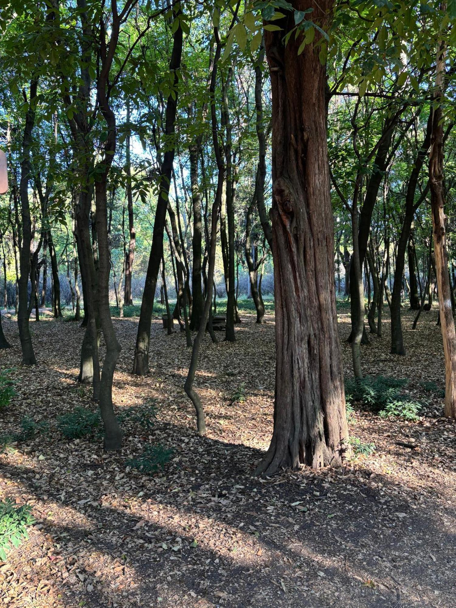 Villa Coyoacan เม็กซิโกซิตี้ ภายนอก รูปภาพ